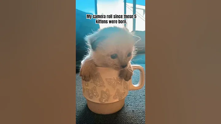 Video 10977431: catlover siamese cute, baby siamese