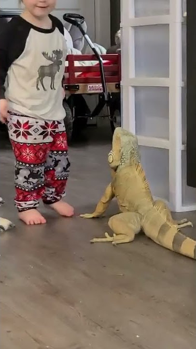 Toddler is hugging pet iguana!