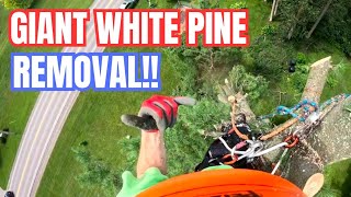 🌲 GIANT 100 FT WHITE PINE REMOVAL! This one was a big one..
