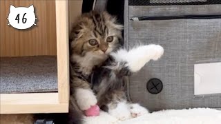 Cute kitten playing ball with strange posture. Elle video No.46 by Cute Kitten Elle 189 views 10 days ago 1 minute, 14 seconds