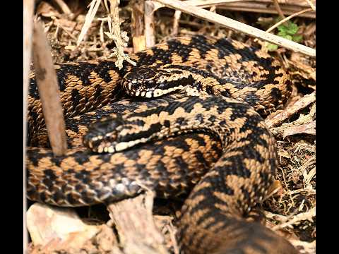 Adders Awake