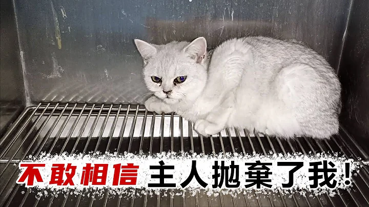 厚颜无耻！主人把猫送到宠物店说找领养，原来是猫生病了！ - 天天要闻