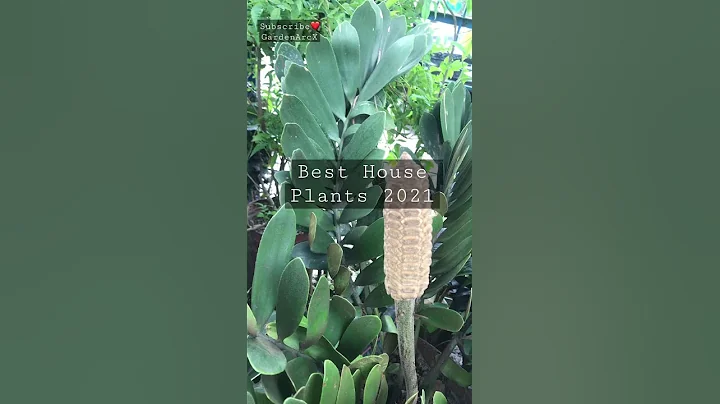 Best Indoor Plants All Time to Clean Air | Top indoor plants X7 #shorts