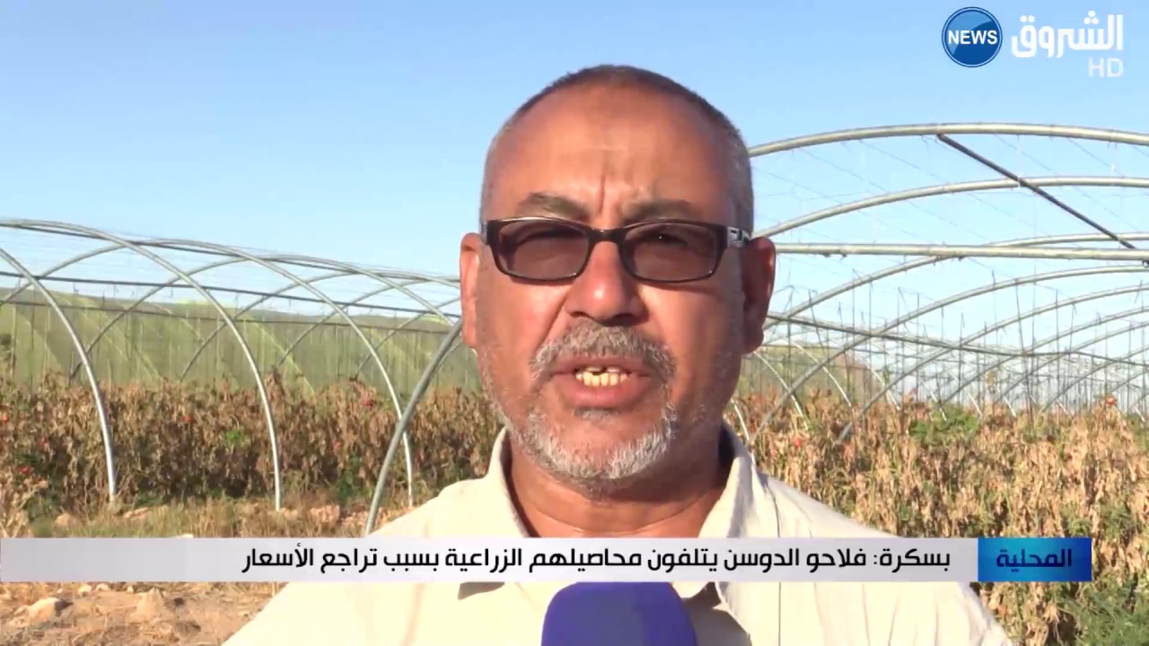 بسكرة: فلاحو الدوسن يتلفون محاصيلهم الزراعية بسبب تراجع الأسعار