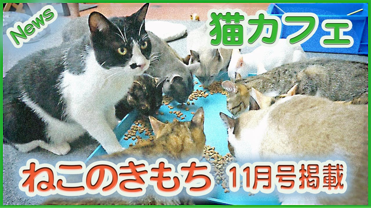 猫カフェ 横浜 保護猫カフェ〜餌を食べる可愛い保護猫♪里親募集 ｢ねこのきもち｣11月号付録掲載!!! (猫カフェ動画 #13) -The cats eat snacks. Cat cafe in Japan !