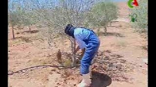 Algerie,Ghardaia,agriculture.