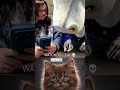 MeowzyCats 😂 | Funny Cats That Will Make You Subscribe!#trending #relatable #cutecat