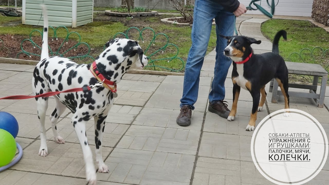Догтренинг 743. Собаки-атлеты. Упражнения с игрушками: палочки, мячи ...