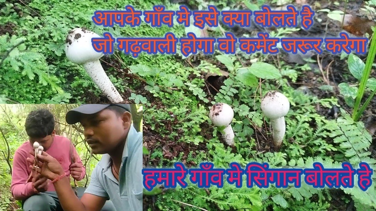 Jangli mashroom (सिंगान) apk yha ese kya bolte h coment karo jaldi 