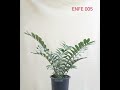 AHEAD Thailand Encephalartos ferox 'ENFE005': A Compact and Highly Collectible Zululand Cycad