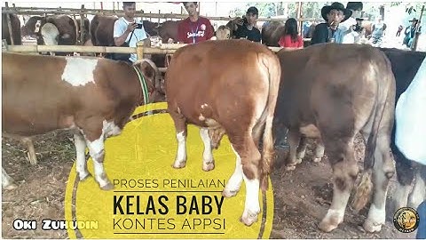 🔴 Proses PENILAIAN KELAS BABY Kontes APPSI