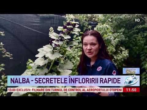 Video: Nalba Cu Frunze Rotunde