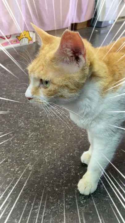 Batcat https://vt.tiktok.com/ZSBcTNCUv/ #cat