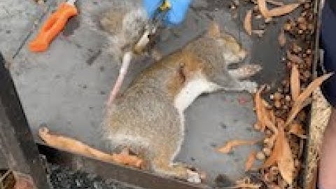 How to skin a Squirrel TAIL (without a tail stripper)