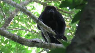 Yucatan Black Howler Monkey, Mexico