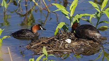 Little grebe Nesting | Floating nest | inclubating eggs ||