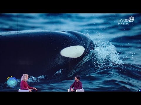 Video: Ecco Come Sembra Nuotare Con Le Orche Norvegesi - Matador Network