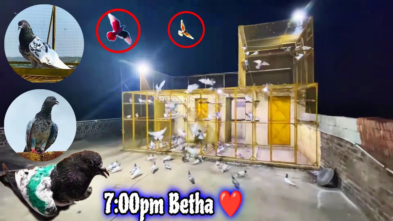 Aj Teddy Pathe Ne Kamal Kar Diya🔥 پہلی بار رات کو کبوتر بیھٹے 😍