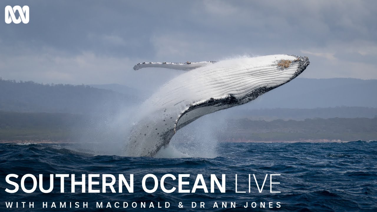 Southern Ocean Live - a must see