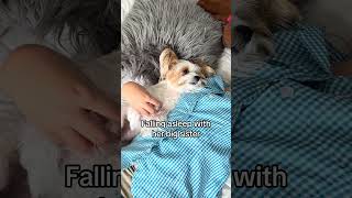 Frankie &amp; Her Sister Falling Asleep Together 🥹 | Yorkie Life