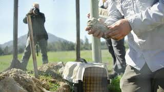 Burrowing Owl Blessing by San Diego Zoo Safari Park 2,069 views 3 years ago 1 minute, 52 seconds