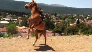 Download Lagu fontas vilia-souza alogou MP3