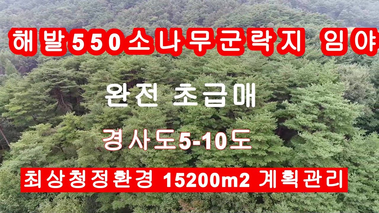 횡성임야급매매 해발550 아름드리 소나무군락 계획관리 남향 최고의 환경 사정정급매합니다
