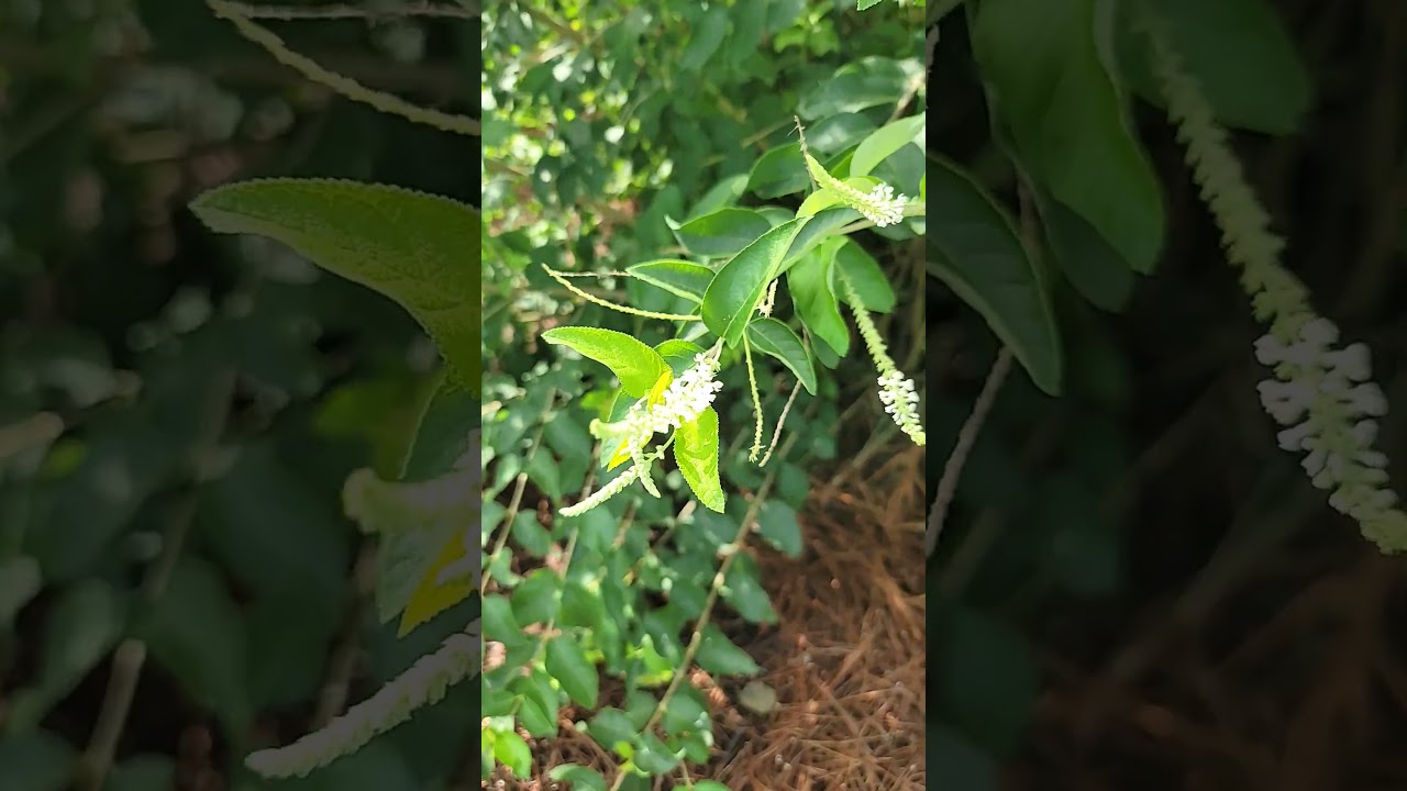 Hamelia patens and Aloysia citrodora