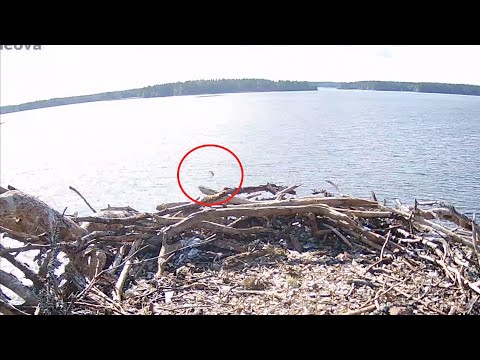 Hannu -sääksen sukellusharjoitus / Osprey fledgling practices diving (2021)