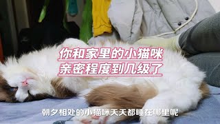 你家的猫和你亲密程度到几级了