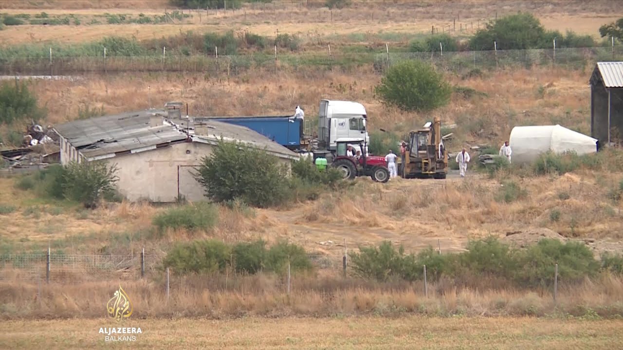 حمى الخنازير في شمال مقدونيا: القتل الرحيم في المزارع، وارتفاع أسعار اللحوم