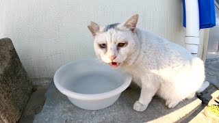 ちょいブサの白猫が水をゴクゴク飲んでタプタプのお腹をさらけ出す