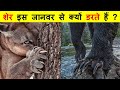 LION VS GRIZZLY BEAR में कौन ज्यादा ताकतवर है ? LION VS GRIZZLY BEAR WHO IS MORE POWERFUL ?