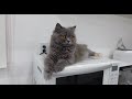 家電の上で暖を取る愛猫がこちらです w