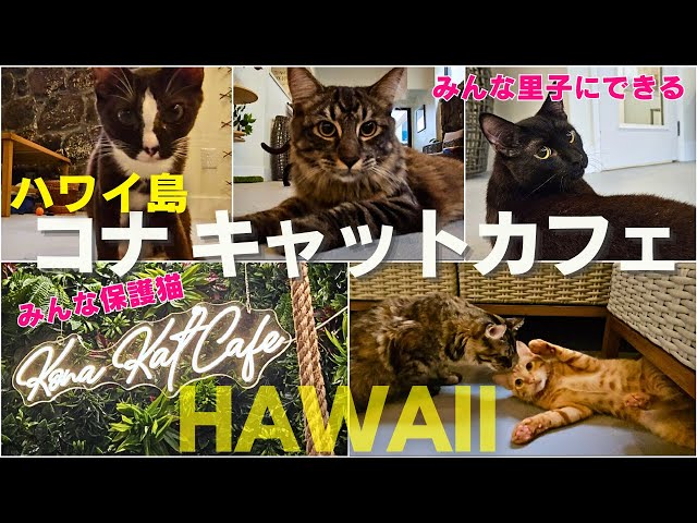 オアフ島から来た猫 ハワイ島コナ・キャットカフェ！！ Kona Kat Cafe - YouTube