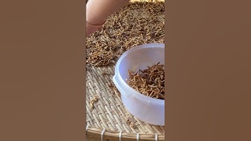 Củ cải muối khô #binhnguyen #food #cooking