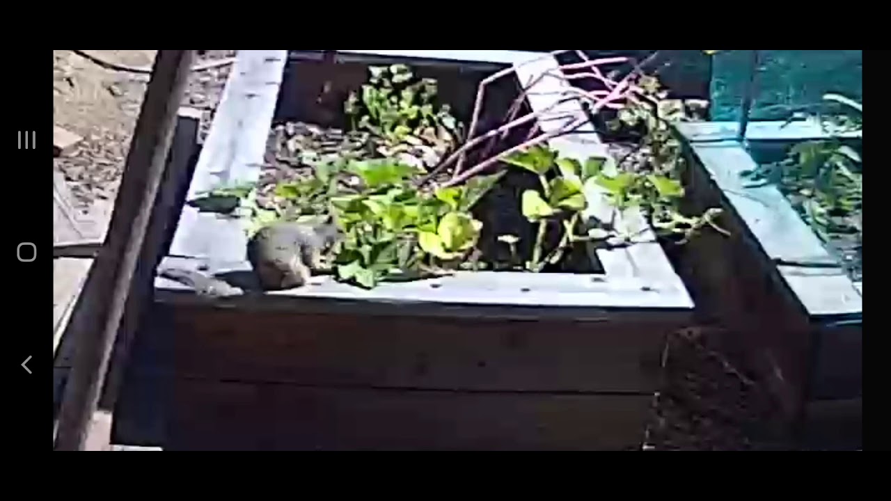 Squirrel eating vegetable plants YouTube