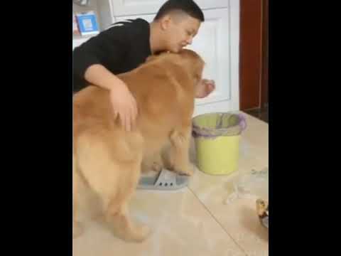 Funny Pets Compilation - YouTube