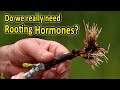 Rooting Fig Cuttings | Are rooting hormones really needed?