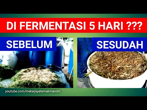 RUMPUT LAPANGAN  DI FERMENTASI 5 HASILNYA JOSS! | Pakan Kambing