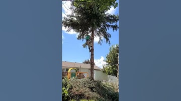 Watch This Spruce Removal From Tight Spot! #spruce #nature