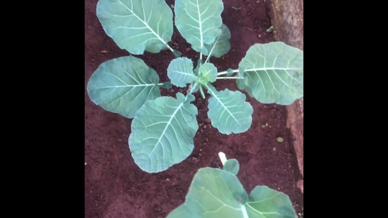 MEU PÉ DE COUVE - Tenho dó de comer - YouTube