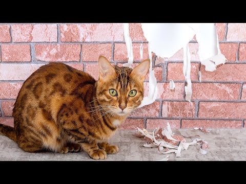 Как заклеить царапины на обоях How to remove scratches on wallpaper 如何去除墙纸上的划痕 клей пва в ремонте