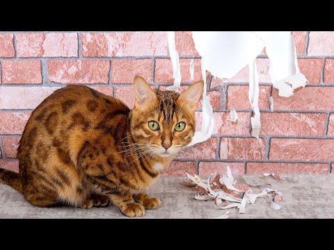 Как заклеить царапины на обоях How to remove scratches on wallpaper 如何去除墙纸上的划痕 клей пва в ремонте