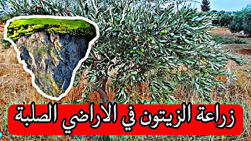 تجربة زراعة أشجار الزيتون في الاراضي الصلبة 🌳⛰️