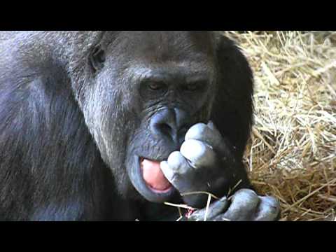 Gorilla Eat Snot 鼻くそをほじって なめるゴリラ Youtube