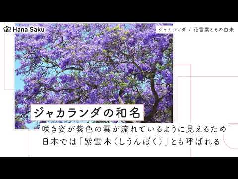 ジャカランダ 花言葉 Youtube