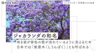 ジャカランダ 花言葉 Youtube
