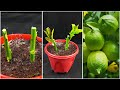 Propagate lemon tree from cuttings with hormone powder || lemon tree cuttings easy method