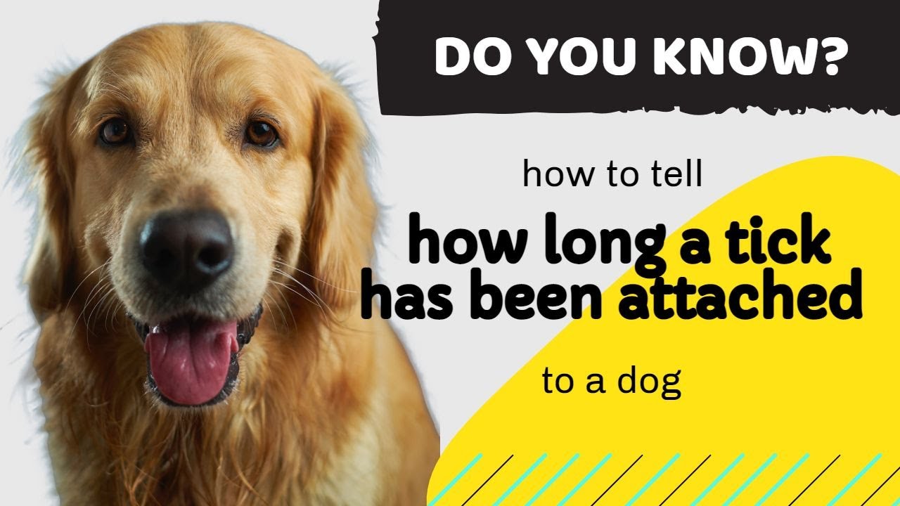 How To Tell How Long A Tick Has Been Attached To A Dog Dog Owners how-to-tell-how-long-a-tick-has-been-attached-to-a-dog-dog-owners